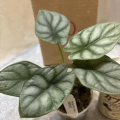 極斑 アロカシア シルバードラゴン アルボ アロカシア シルバー ドラゴン var : r/RareHouseplants