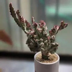 レア ユーフォルビア ラクテア キングマハラジャ8寸 ボリューム