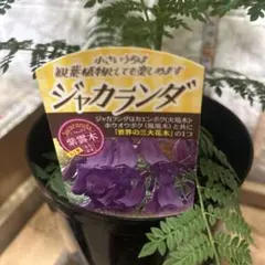 枝垂れネムノキ Albizia Pendula 苗木開花中10号ポット約80cm 枝垂れネムノキ Albizia Pendula 苗木開花中10号ポット約80cm - メルカリ