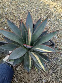 2025年最新】アガベ ブルーグローの人気アイテム - メルカリ