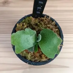 P.willinckii OMG dwarf spore 0718のサムネイル