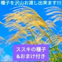 9 x 10cm 크기의 봉지에 담긴 미스칸투스 씨앗 ☆ 및 선택 가능한 씨앗 추가