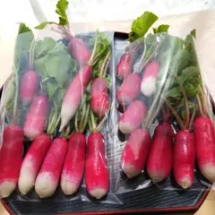 野菜 はつか大根 まとめ売り5のサムネイル
