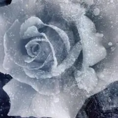 ⋆⸜♡⸝⋆