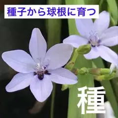 花種子　ヒメヒオウギ ブルーのサムネイル