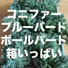 침엽수 ☘️ 블루버드/볼버드 ☘️ 컷 브랜치
