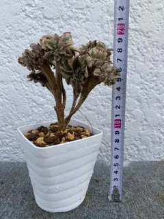 【専用】アエオニウム　綴化18点セット 専用】アエオニウム 綴化18点セット