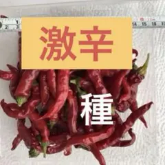 激辛❣️ 農薬不使用　激辛赤唐辛子　種　100粒
