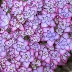 2026年最新】紫陽花挿し木の人気アイテム - メルカリ
