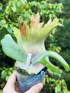 P.willinckii 'Nano' spore 3018 - メルカリ
