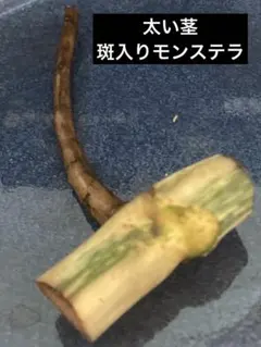 太茎　斑入りモンステラ　ホワイトタイガー　ハーフムーン　成長点1芽付きのサムネイル
