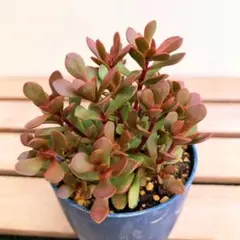 2026年最新】多肉植物 紅稚児の人気アイテム - メルカリ