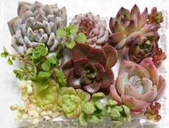 セール中♡多肉植物(カット苗) カラフルなセット♪ このままお届け♡L
