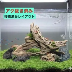 【接着レイアウト済み】流木レイアウト　S3 接着レイアウト済み】流木レイアウト S3 - メルカリ