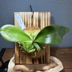 ムーサンキングOC子株 P.Musang King ビカクシダ オリジナル - メルカリ