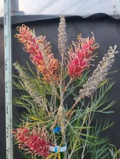 2026年最新】グレビレア ピンクサプライズの人気アイテム - メルカリ