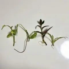 根付き　ポトス2種苗、ムラサキゴテン苗、オリヅルラン苗　根付き4種