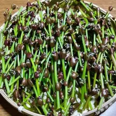 ミズコブ350g みずの実、極上大粒入り、山菜、南部産 - メルカリ