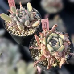 ❁おらいさん苗 青札 ラウリンゼ×ざわわ そわそわ×ラウイ（抜き苗