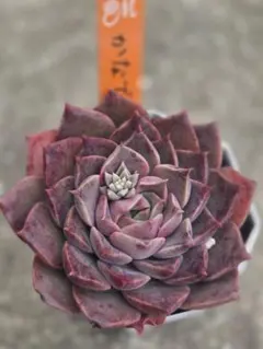 2026年最新】miya苗の人気アイテム - メルカリ