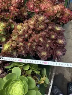 多肉植物。アエオニウム.魅影七彩法師錦抜き苗1株 多肉植物。アエオニウム。魅影七彩法師錦抜き苗 【公式通販】