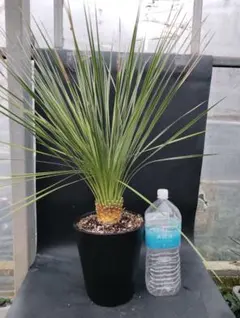 ユッカ 3本セット✨ 超メルカリ市で送料750円✨ 2025年最新】ユッカの人気アイテム - メルカリ