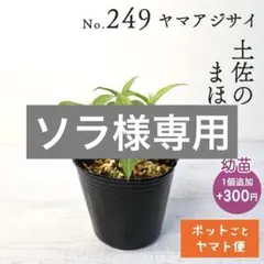 ポットごとヤマト便288】ヤマアジサイ 幼苗 津江てまり 山紫陽花