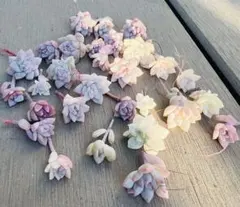 多肉植物　パミールローズ錦 カット苗 小粒 全部　可愛いピンク美苗 エケベリア韓
