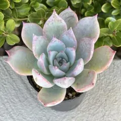 2025年最新】リンゼアナ 多肉 植物の人気アイテム - メルカリ