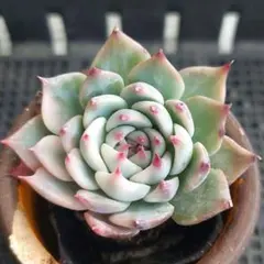 2026年最新】チワワエンシス錦の人気アイテム - メルカリ