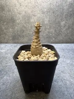 2025年最新】ウィンゾリー 種子の人気アイテム - メルカリ