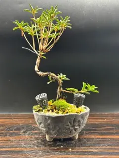 チヌ６０様 リクエスト 2点 まとめ商品