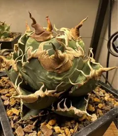 アガベ　チタノタ　麻花龍　子株 (検索)表裏棘　皇冠　大白鯊　悪魔くん　白犀 2025年最新】悪魔くん アガベの人気アイテム - メルカリ