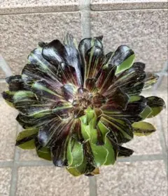 アエオニウム 多肉植物 レア ブードゥー ブラックシルキー 約16cm 抜き