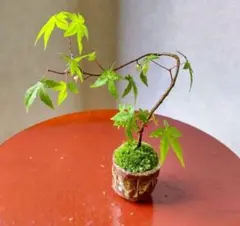 kaede様 リクエスト 2点 まとめ商品