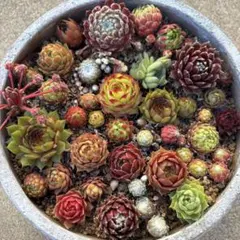 2026年最新】多肉植物 センペルビウムセットの人気アイテム - メルカリ