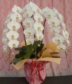 胡蝶蘭 ラッピング付き 花 生花 鉢 リボン付き 結婚式 白 ホワイト