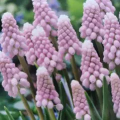 ブルーローズ様 リクエスト 2点 まとめ商品