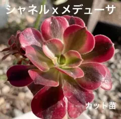 アエオニウム 専用出品 2025年最新】アエオニウムの人気アイテム - メルカリ