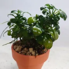 12] 生花 プロテア ロビン 5本 切り花 ドライ ネイティブ スワッグ