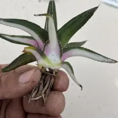 2026年最新】アガベ 笹の雪 氷山の人気アイテム - メルカリ