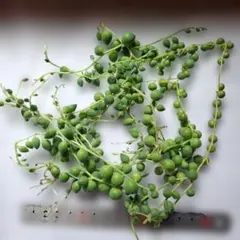 多肉植物グリーンネックレスカット苗