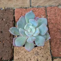 2026年最新】優木園の人気アイテム - メルカリ