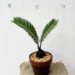 2025年最新】ソテツ 盆栽の人気アイテム - メルカリ