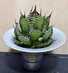 アガベ ホリダ 狂刺 超強棘 陽炎 極上株 激レア - メルカリ