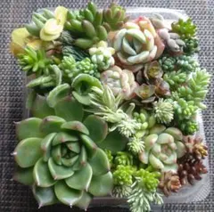 多肉弁当　寄せ植えセット　セダム　エケベリア(韓国苗)