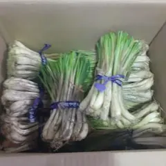 毎年人気！鹿児島産 らっきょう 10kg パリッと食感！321 - メルカリ