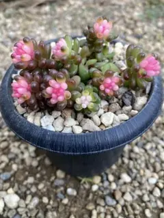 がーこ様 リクエスト 2点 まとめ商品