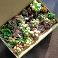 多肉植物　カット苗　多肉弁当　寄せ植え　詰め合わせ