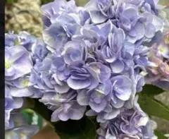 紫陽花　フェアリーマーブル　超特大　丈調整あり 来年用 紫陽花 フェアリーマーブル 超特大 丈調整あり 来年用 - メルカリ